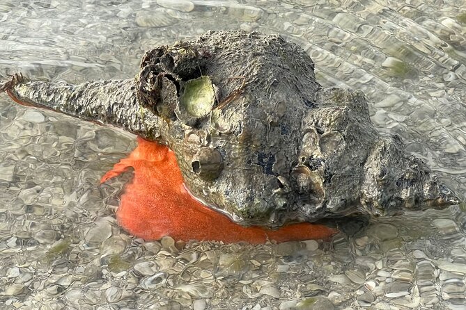 Island Paradise: Dolphin, Shelling, Birding Eco Boat Tour - Which guide style suits you?