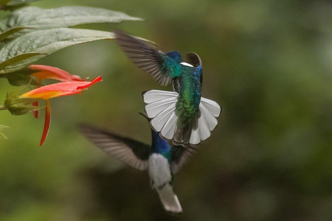Jaco Birdwatching and Photography with Sergio - Key points to know before booking