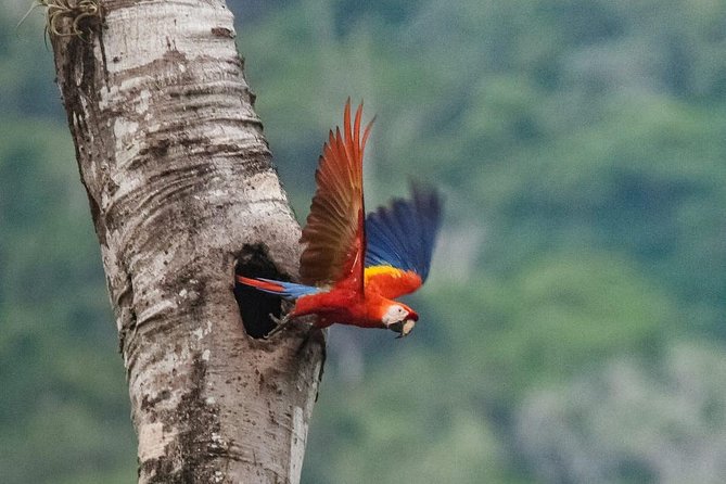 Jaco Birdwatching and Photography with Sergio - Why this Jaco birdwatching tour works so well