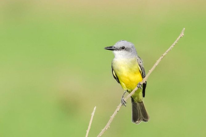 Jaco Birdwatching and Photography with Sergio - Carara National Park and its accessible forest trails