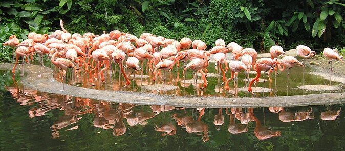 Jurong Bird Park Bird Photography - Key points at a glance