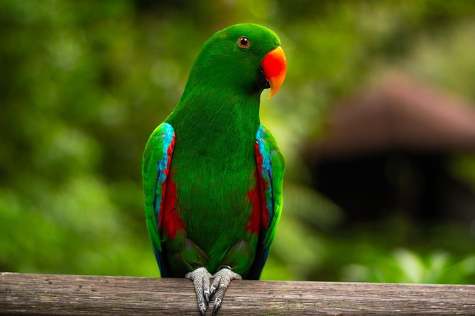 Jurong Bird Park Bird Photography - Flamingos, reflections, and wildlife portraits