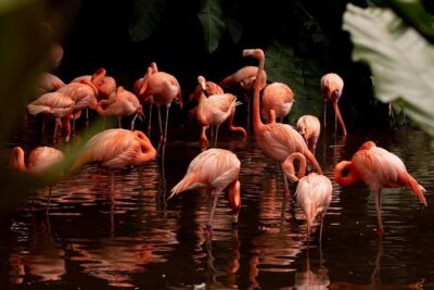 Jurong Bird Park Bird Photography