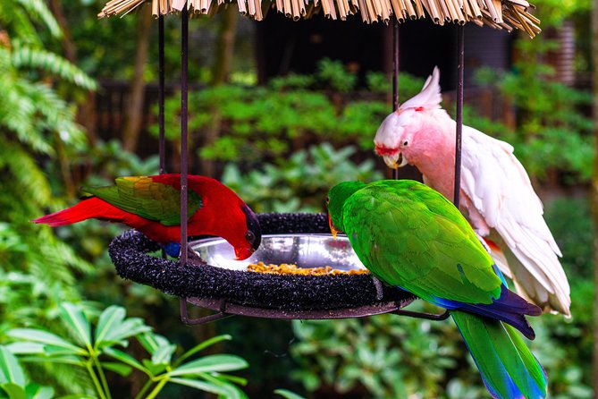 Jurong Bird Park Bird Photography - Inside the five-hectare Waterfall Aviary