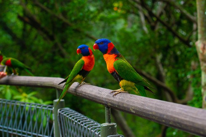 Jurong Bird Park Bird Photography - Lorikeets, penguins, and action shots