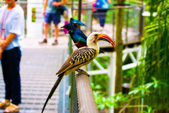 Jurong Bird Park Bird Photography - Walking, weather, and equipment planning
