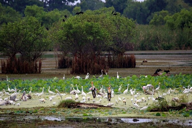Kalametiya Bird Sanctuary Catamaran Bird Watching Tour - The ride from Galle and what the pickup includes
