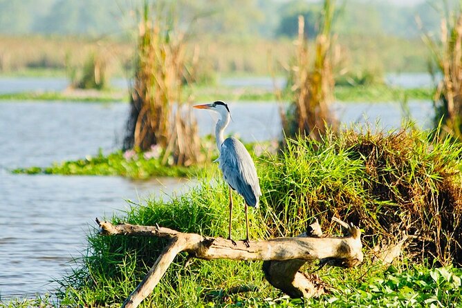 Kalametiya Bird Sanctuary Catamaran Bird Watching Tour - What the catamaran experience feels like