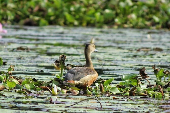 Kalametiya Bird Sanctuary Catamaran Bird Watching Tour - Choosing the paddle option instead
