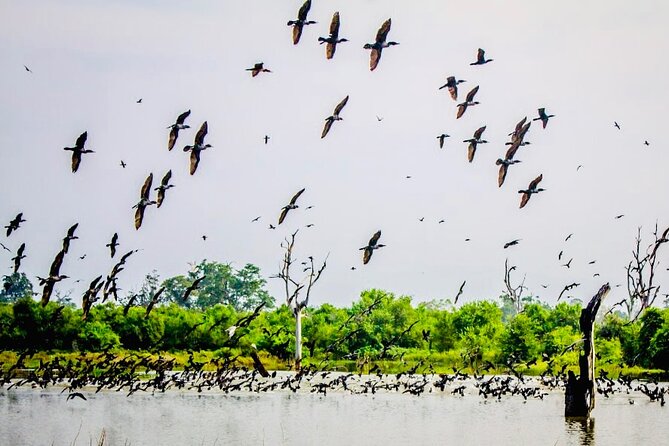 Kalametiya Bird Sanctuary Catamaran Bird Watching Tour - Bird sightings: what you might see