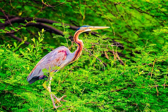 Kalametiya Bird Sanctuary Catamaran Bird Watching Tour - How much value do you get for $55?