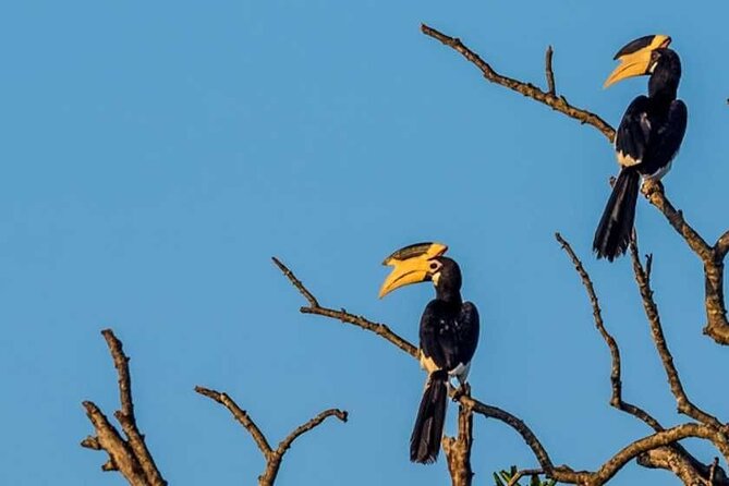 Kalametiya Bird Sanctuary Catamaran Bird Watching Tour - Who will enjoy this private sanctuary visit