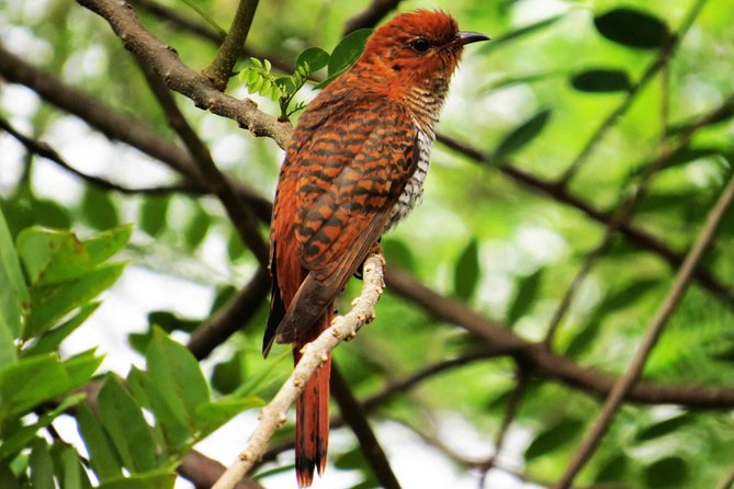 Kalametiya Sanctuary Birdwatching Boat Ride - The 6:30 am start sets the tone