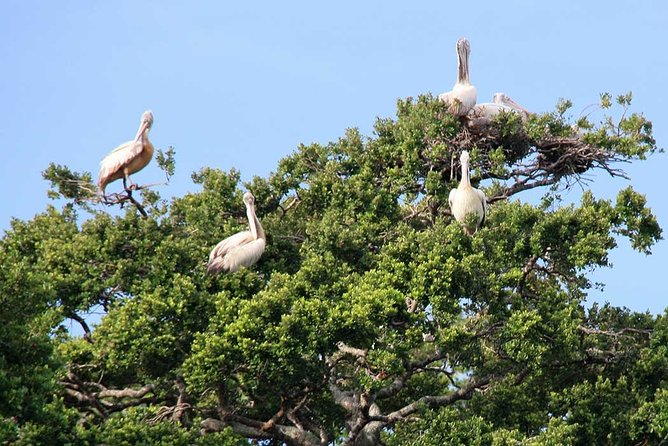 Kalametiya Sanctuary Birdwatching Boat Ride - What the boat ride is really like