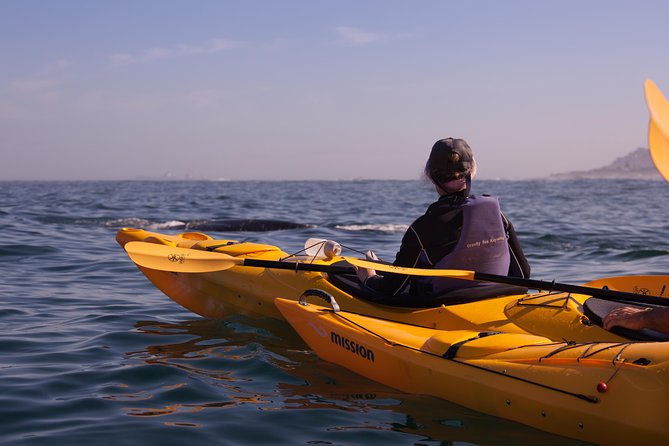 Kayak to the penguins in Simons Town - Why this kayak trip offers a different penguin view