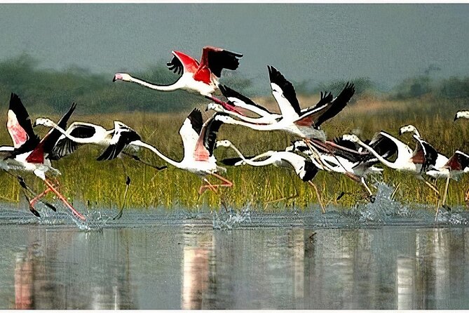 Keoladeo Birds Park Tour From Agra To Jaipur Including Entry - Key points to know before booking