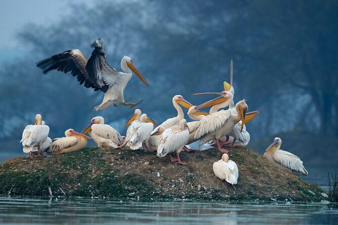 Keoladeo Birds Park Tour From Agra To Jaipur Including Entry - Keoladeo National Park: two hours with birds and wildlife