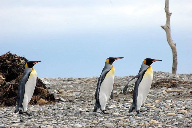 King Penguin Nature Reserve - Tierra del Fuego Island - Estancia San Gregorio, sheep, and regional history