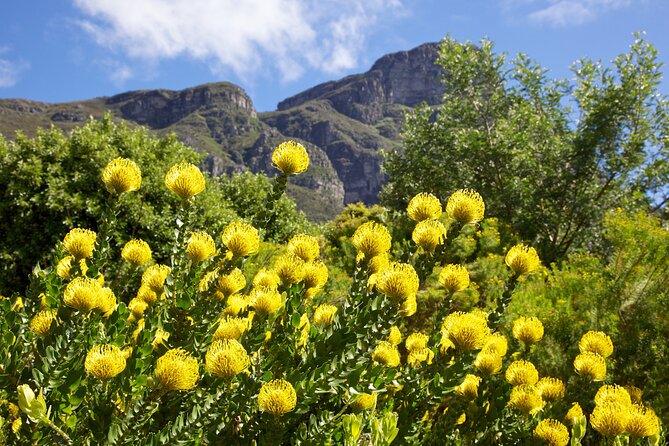 Kirstenbosch Garden, Bo-Kaap-Penguins & Cape of Good Hope Tour - What this Cape Town day tour is trying to do