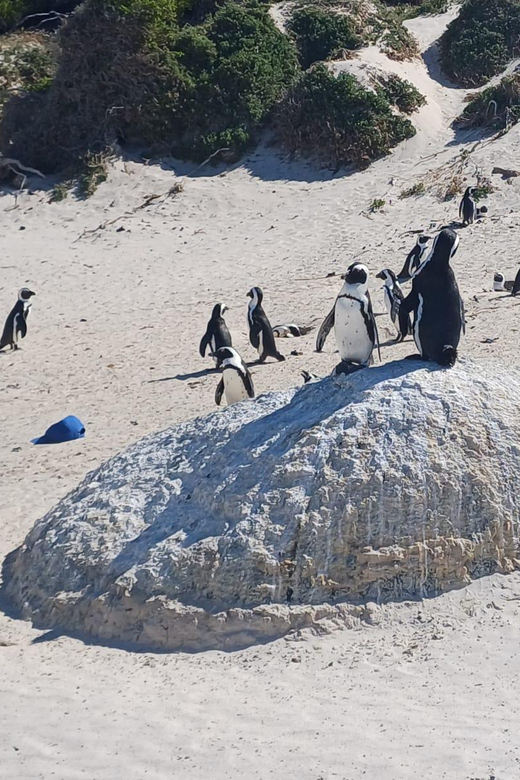 Kirstenbosch Garden, Bo-Kaap-Penguins & Cape Peninsula Tour - What the $54 price really covers