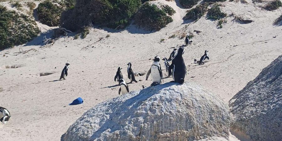 Kirstenbosch Garden, Bo-Kaap-Penguins & Cape Peninsula Tour - Cape of Good Hope and the Cape Point lighthouse