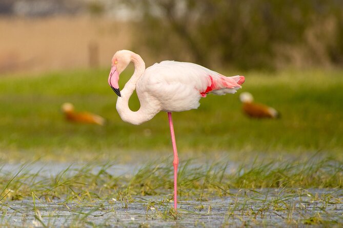 Kos Wildlife Walks: birdwatching and animal photography - Key points to know before you go