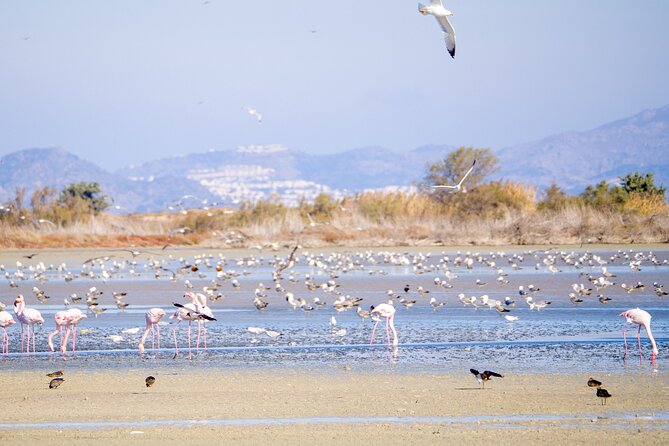 Kos Wildlife Walks: birdwatching and animal photography - What this Kos wildlife walk is really like