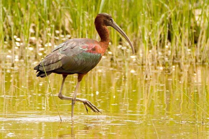 Kos Wildlife Walks: birdwatching and animal photography - Timing matters more than the advertised duration