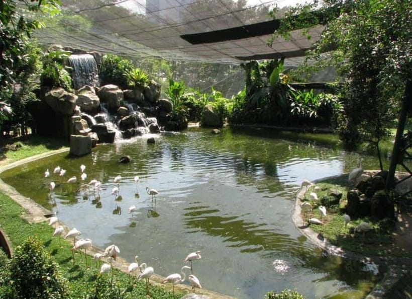 Kuala Lumpur: Bird Park, Butterfly & Garden Private Tour - What this four-hour Kuala Lumpur tour is really like