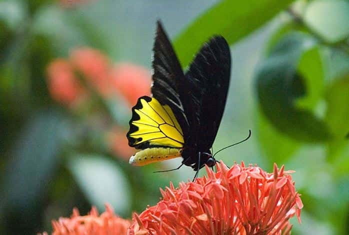 Kuala Lumpur: Bird Park, Butterfly & Garden Private Tour - Perdana Botanical Garden and the route into the parks