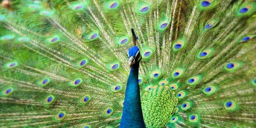 Kuala Lumpur: Bird Park, Butterfly & Garden Private Tour - Walking through the Butterfly Park