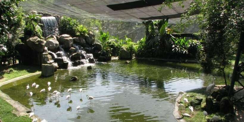 Kuala Lumpur: Bird Park, Butterfly & Garden Private Tour - Orchid and Hibiscus Garden: a slower final stop