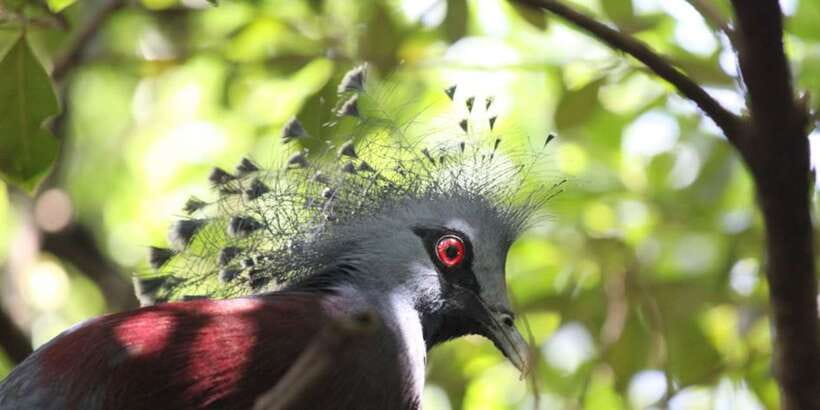 Kuala Lumpur: Bird Park, Butterfly & Garden Private Tour - Price, timing, and practical value