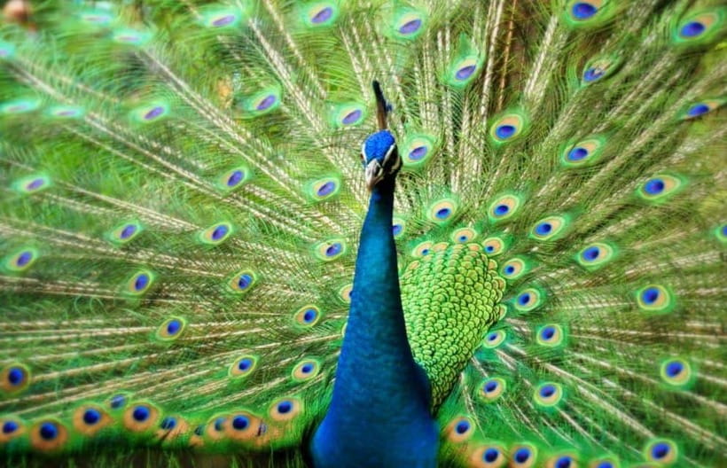 Kuala Lumpur: Bird Park, Butterfly & Garden Private Tour - Starting near the Petronas Twin Towers