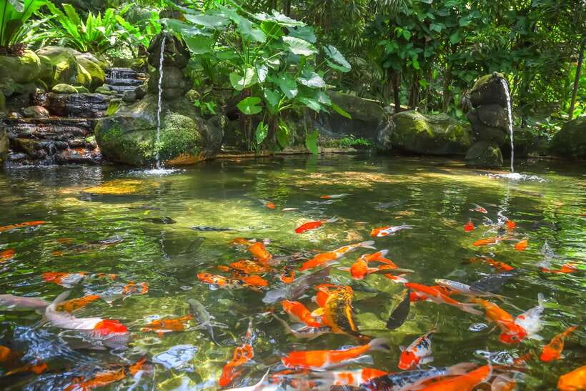 Kuala Lumpur: Bird Park Day Ticket & 1-Way Transfer - Key points at a glance