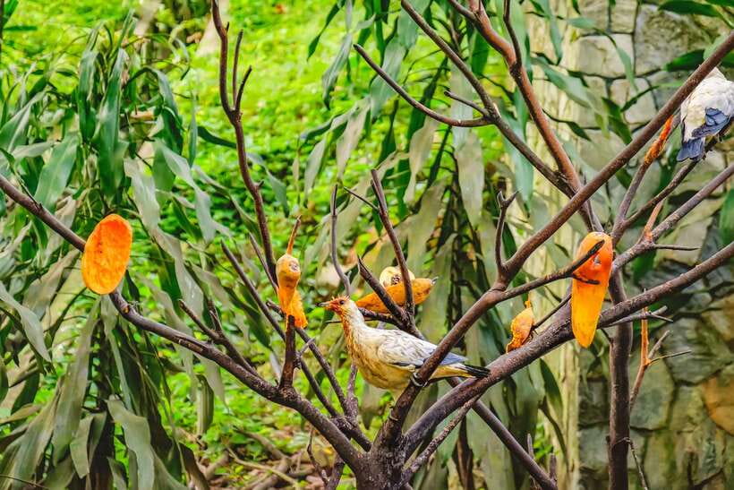 Kuala Lumpur: Bird Park Day Ticket & 1-Way Transfer - Why Kuala Lumpur Bird Park is worth your time