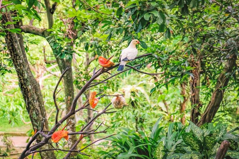 Kuala Lumpur: Bird Park Day Ticket & 1-Way Transfer - Zones 1, 2, and 3: where the park feels most special