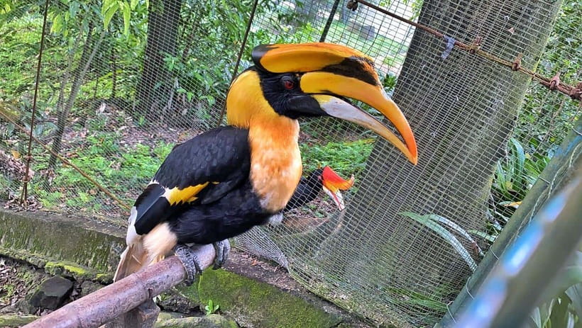 Kuala Lumpur: Bird Park Day Ticket & 1-Way Transfer - Zone 4: a more traditional animal display