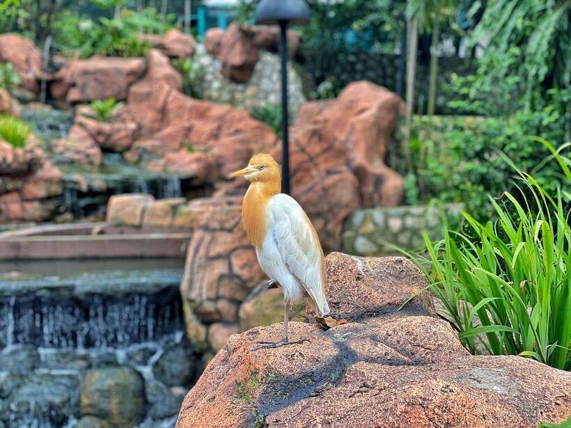 Kuala Lumpur: Bird Park Day Ticket & 1-Way Transfer - How long should you stay?