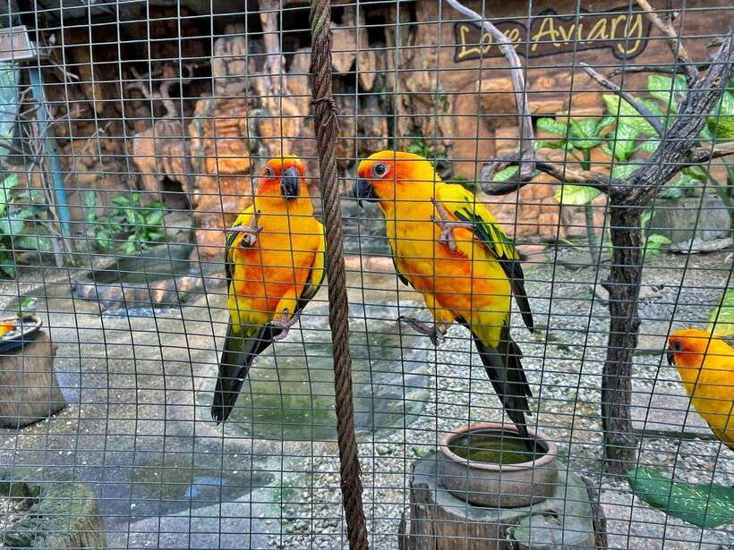 Kuala Lumpur: Bird Park Day Ticket & 1-Way Transfer - Is the $30 price good value?