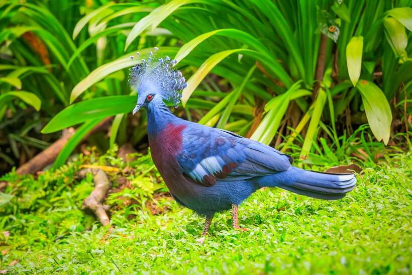 Kuala Lumpur: Bird Park Day Ticket & 1-Way Transfer - Starting the day with a one-way hotel pickup