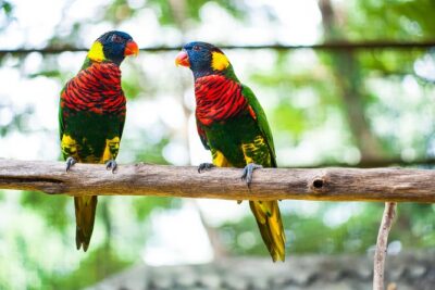 Kuala Lumpur Private Half-Day Family Tour of Nature, Birds and Butterflies
