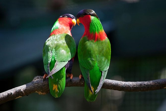 Kula Eco Bird Park ,Momi Gun Site And Market Tour Ex Marriott and Denarau resort - Key points to know before booking