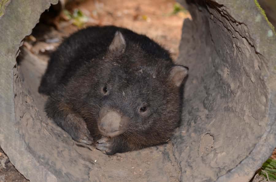 Kuranda Wildlife Experience: Koalas, Birds & Butterflies - Three Kuranda wildlife stops with three different moods