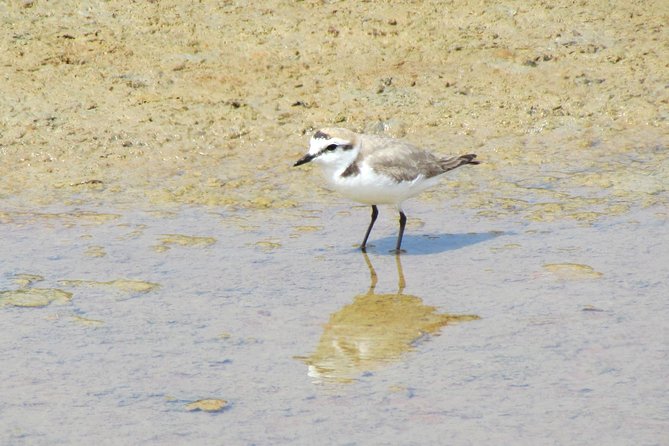 Laid-back birdwatching week - Day 3: The Monchique hills and a change of scenery