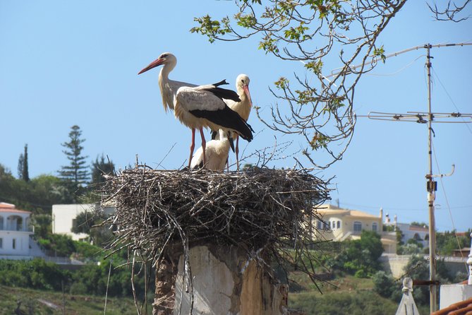 Laid-back birdwatching week - Day 2: Six hours around Sagres Fortress