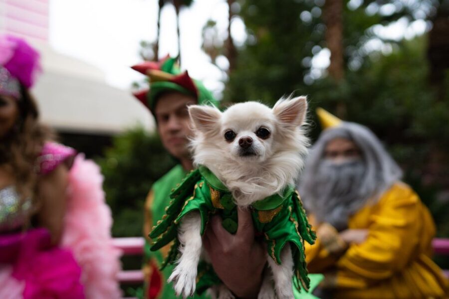 Las Vegas: Piff the Magic Dragon Show at the Flamingo - The magic: clever tricks with a comic payoff