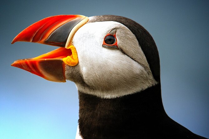 Late Season Puffin & Scenic Coastal Cruise - Key points to know before booking