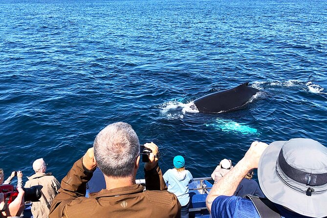 Late Season Puffin & Scenic Coastal Cruise - Price and overall value at $71.18