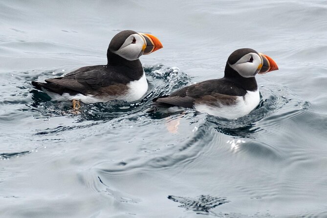 Late Season Puffin & Scenic Coastal Cruise - Should you book the Gatherall’s late-season cruise?